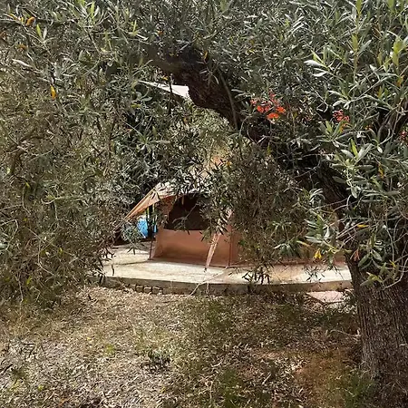 Glamping Olive Tent In Our Garden Sardinia